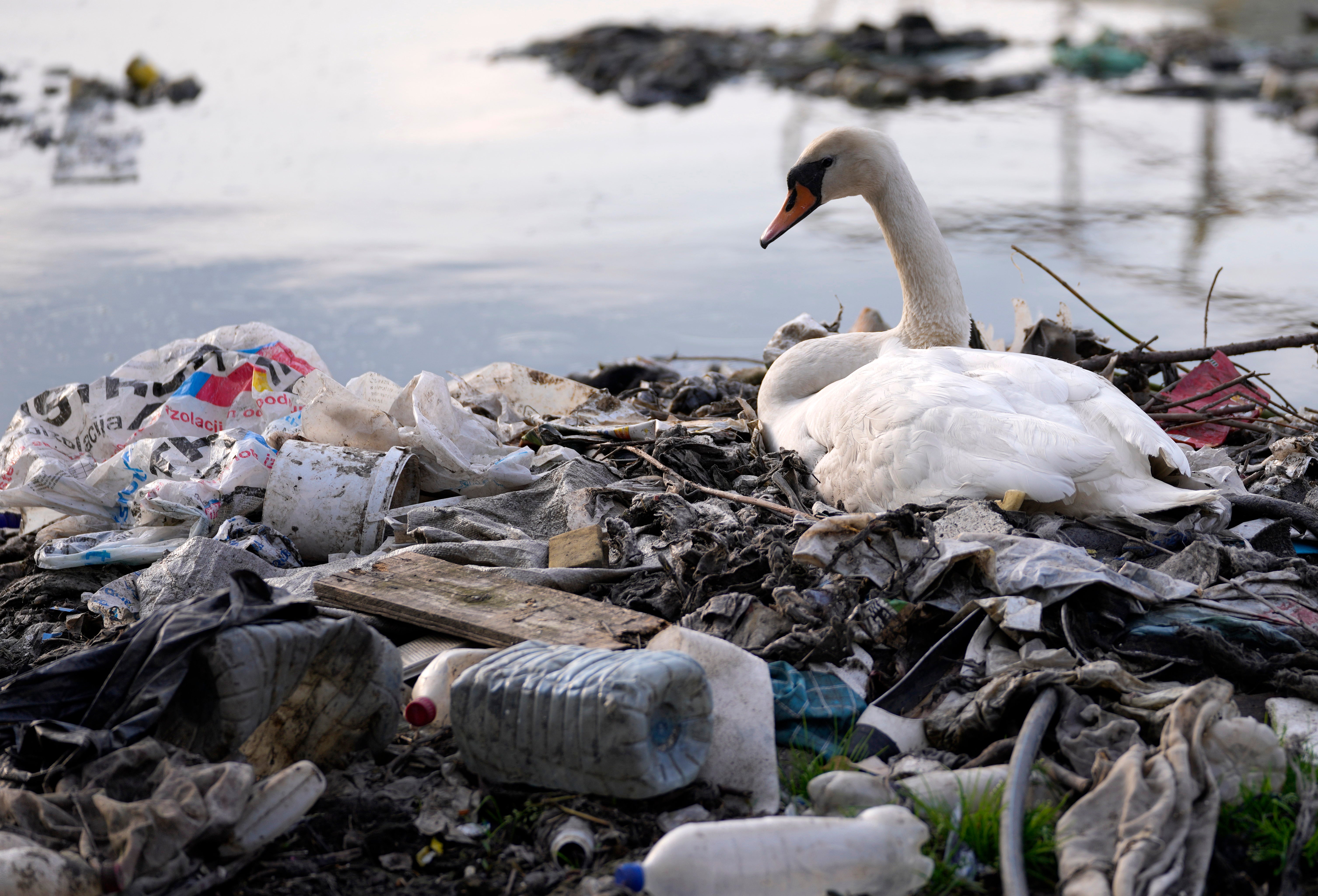 Plastic Pollution Treaty
