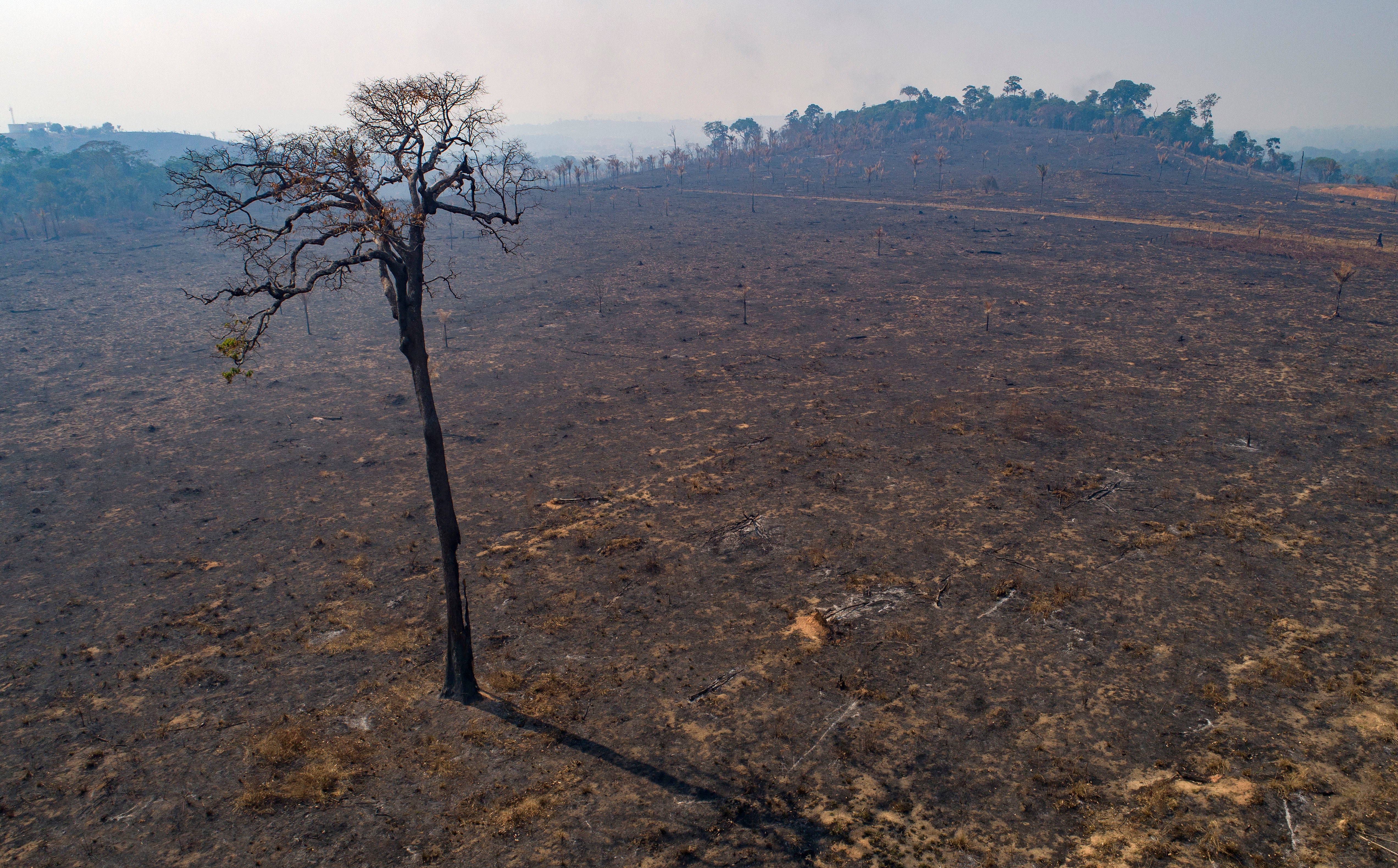 Amazon Deforestation