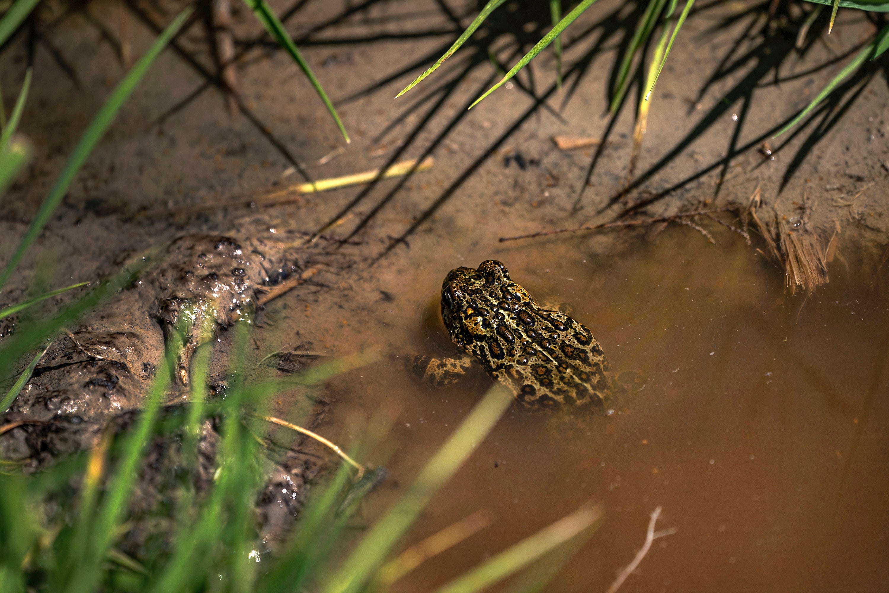 Endangered Toad Geothermal Plant
