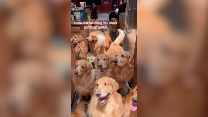 Fox store family retrievers