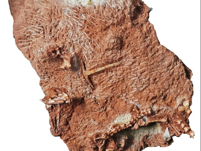 The fossil showing the skull and skeleton of the specimen