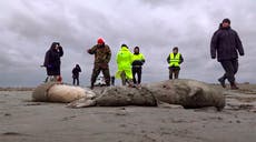 Nearly 2,500 seals mysteriously found dead in southern Russia