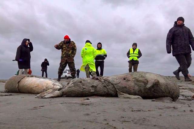 <p>Journalists and Interdistrict Environmental Prosecutor's Office employees walk near the bodies of dead seals on shore of the Caspian Sea</p>