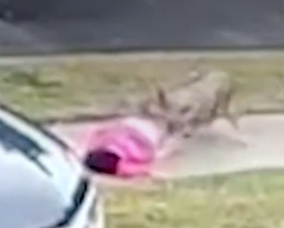 A coyote attempted to drag a two-year-old girl away in an attack caught on surveillance cameras