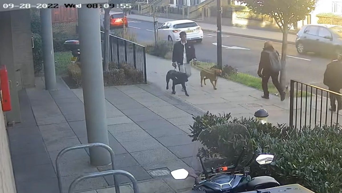 Doghdxxx - CCTV captures dog who mauled 11-year-old girl during walk to school | News  | Independent TV