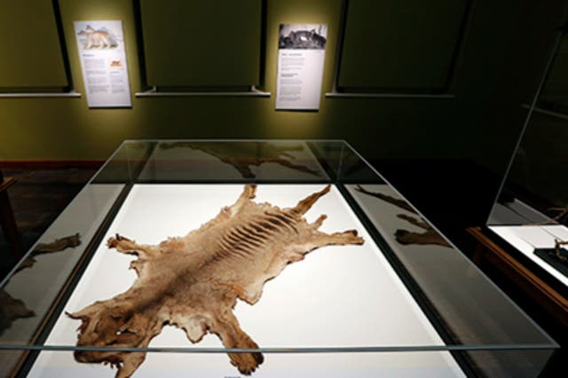 <p>The remains of the last thylacine that died in the Hobart Zoo </p>