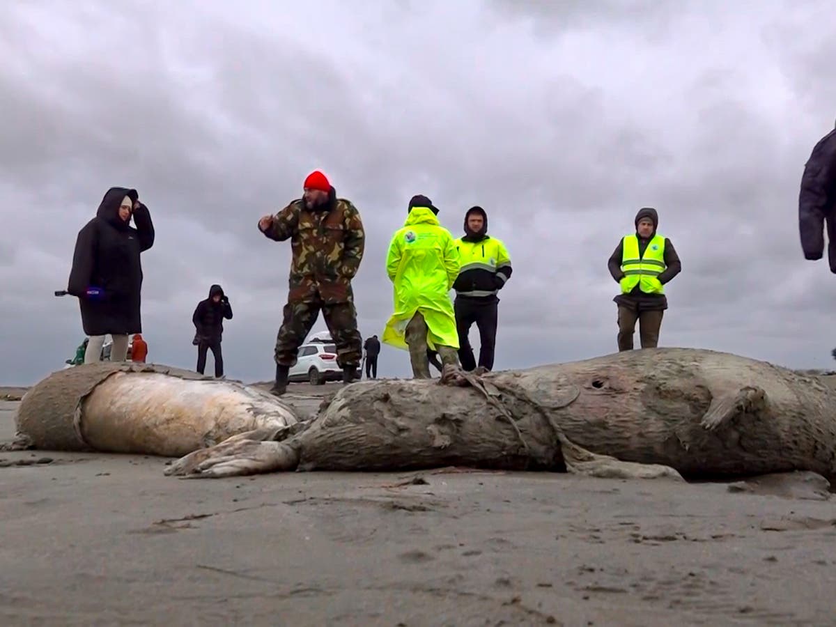 Mystery as 2,500 dead seals wash up on Russian coast