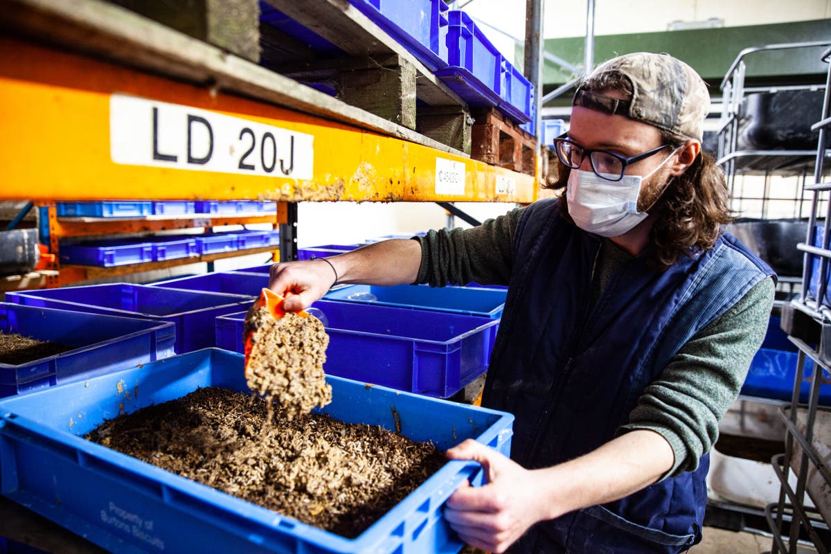 Researchers awarded grant to investigate use of edible insects in animal feed
