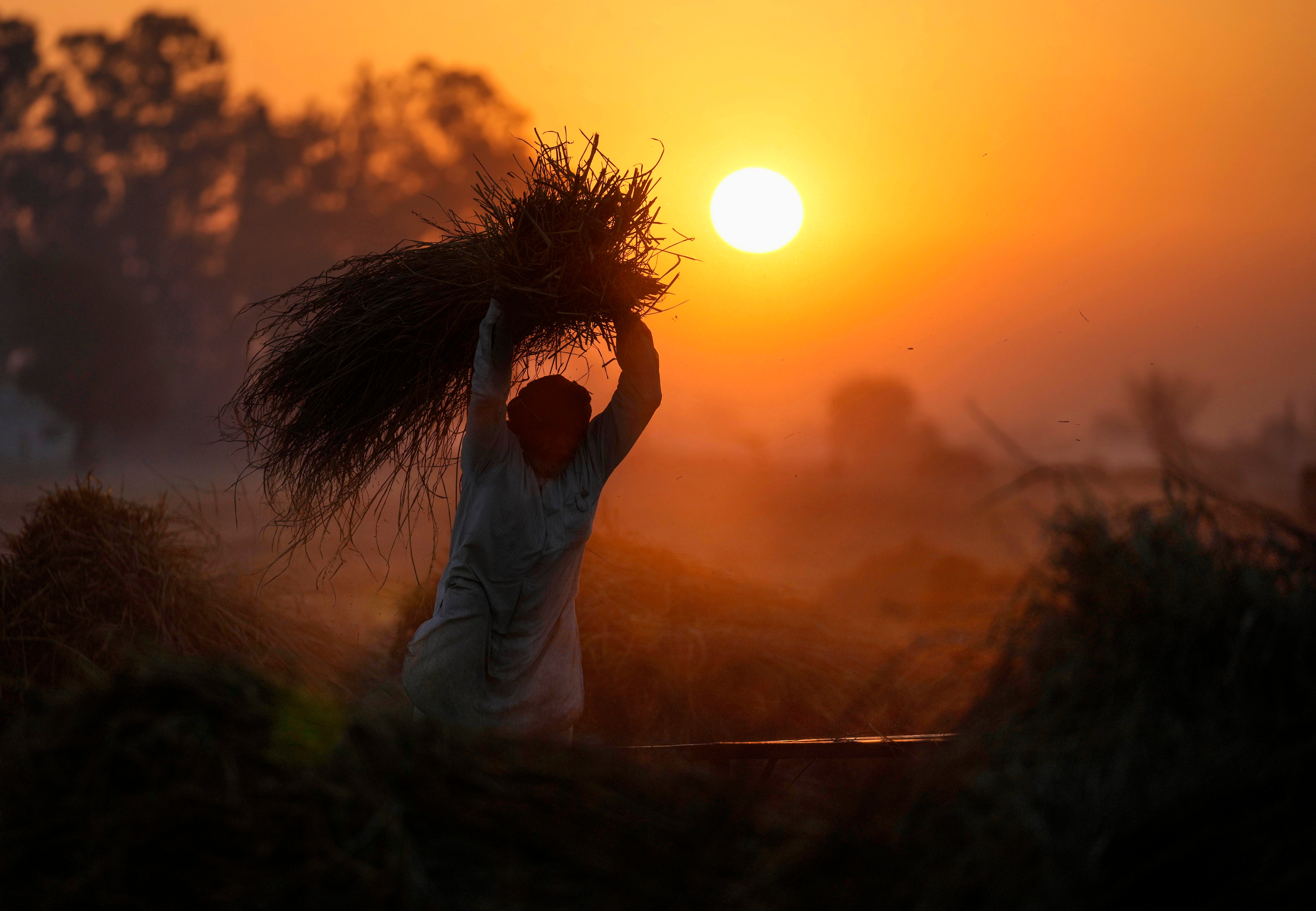 <p>An Indian farmer thrashes wheat in Ranbir Singh Pura, south of Jammu</p>