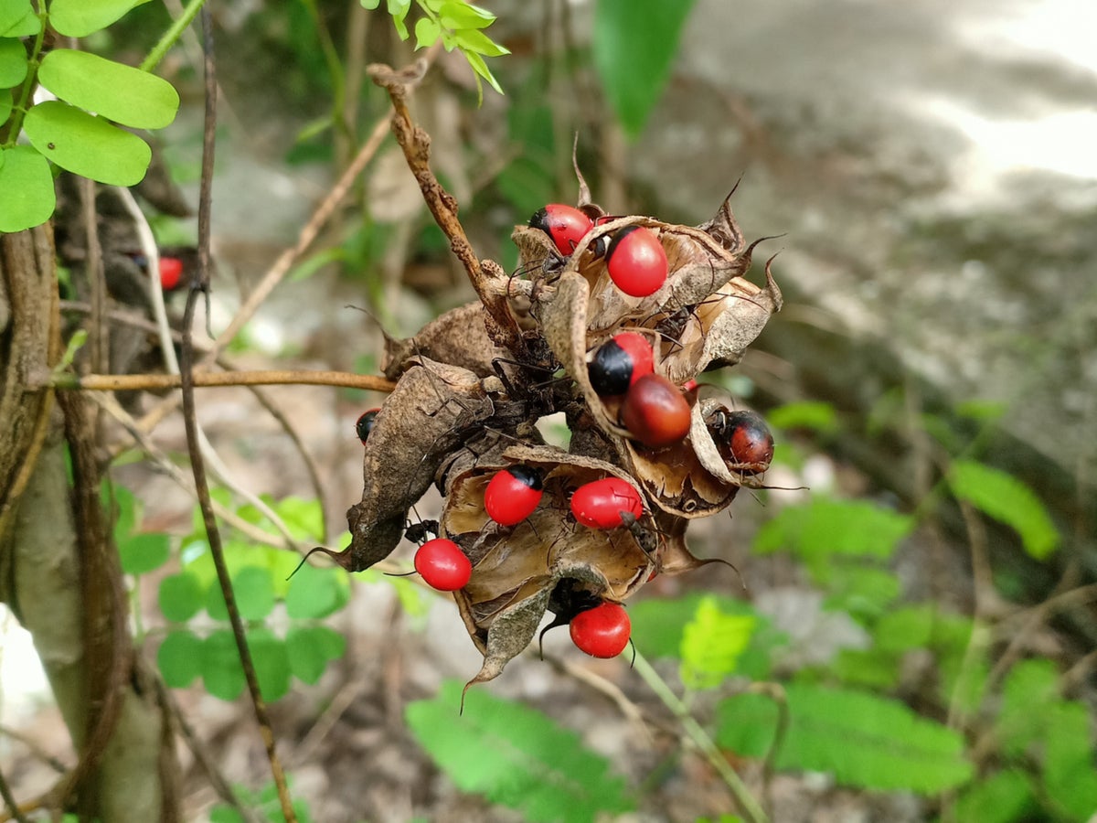 Abrus Precatorius Seeds