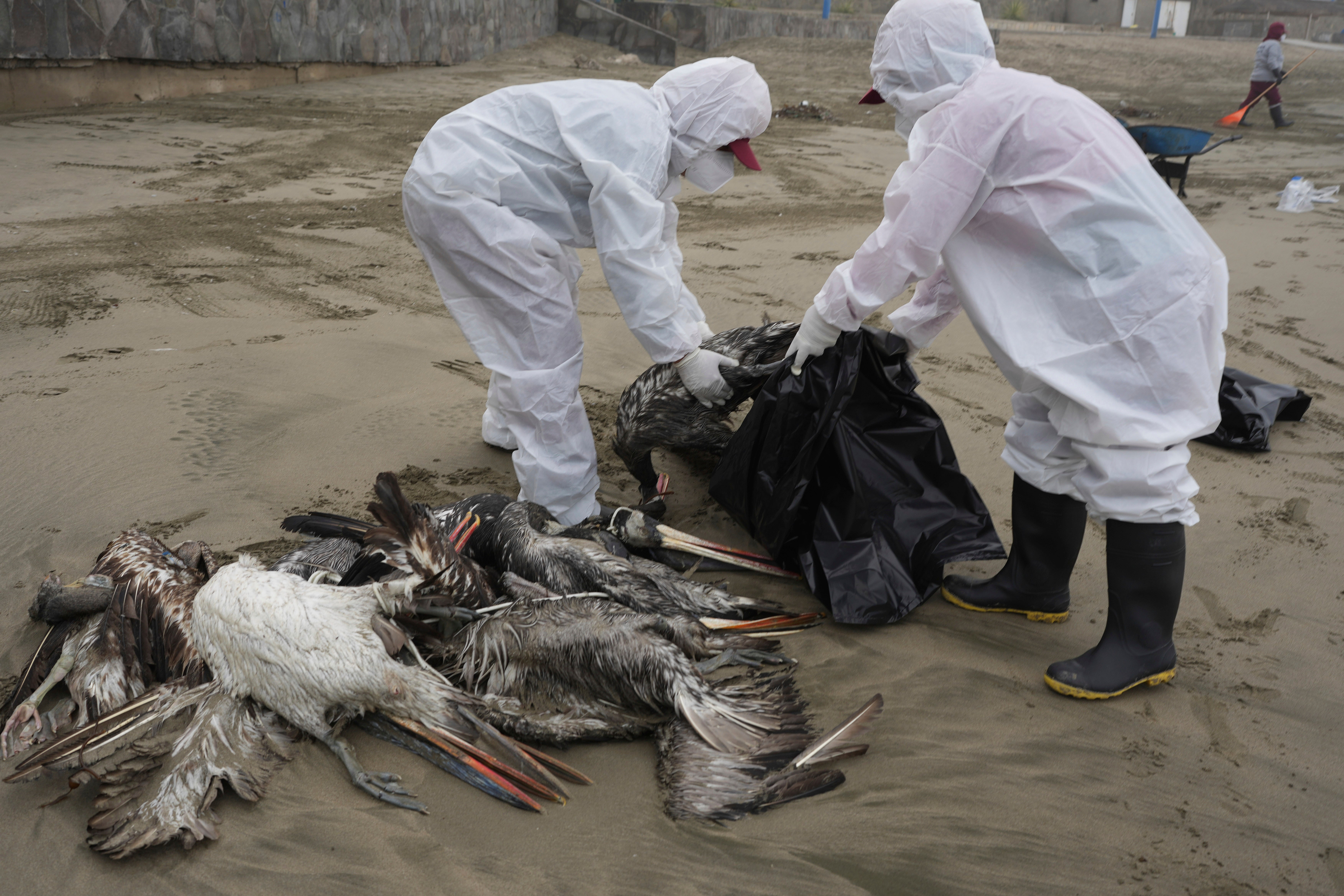 Municipal workers collect dead pelicans on Santa Maria beach in Lima, Peru