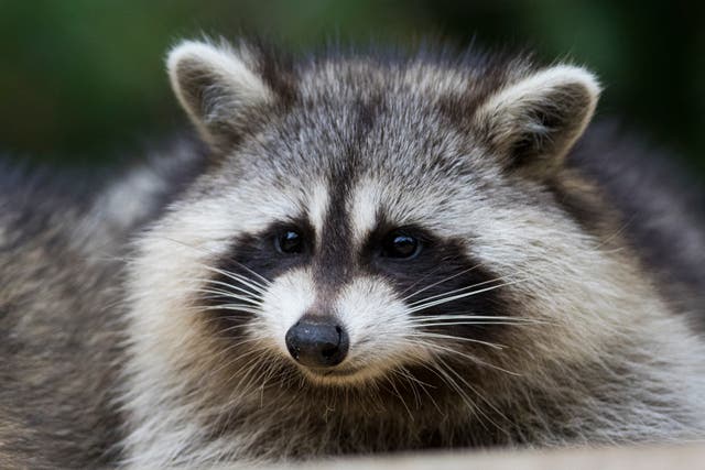 <p>A raccoon with rabies bit a man in Georgia who was trying to take it to a wildlife clinic (stock image)</p>