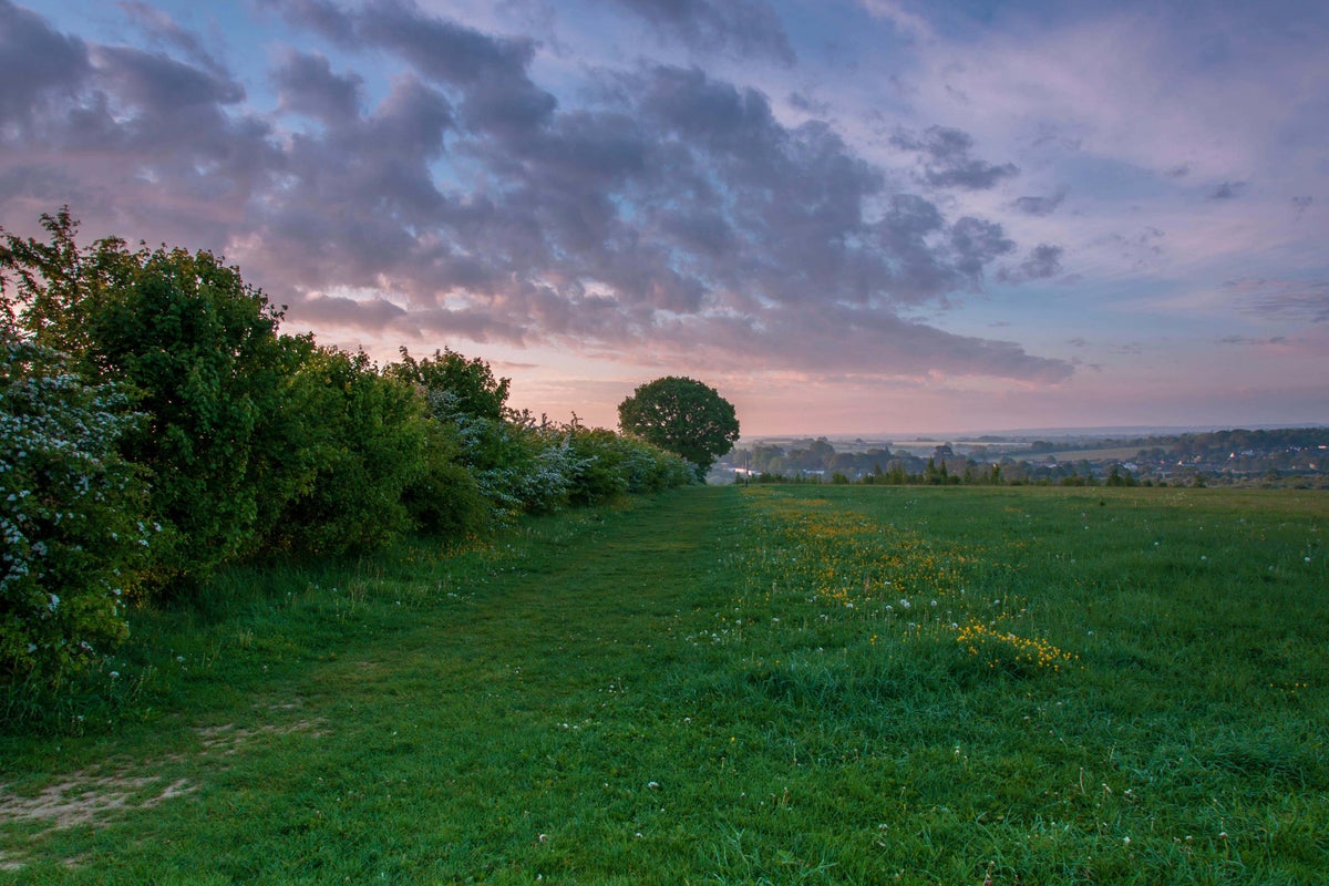 Campaigners call for target to increase hedgerows by 40% by 2050