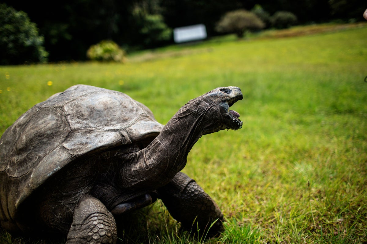 Jonathan the tortoise alive and well despite ‘crypto scam’ death hoax