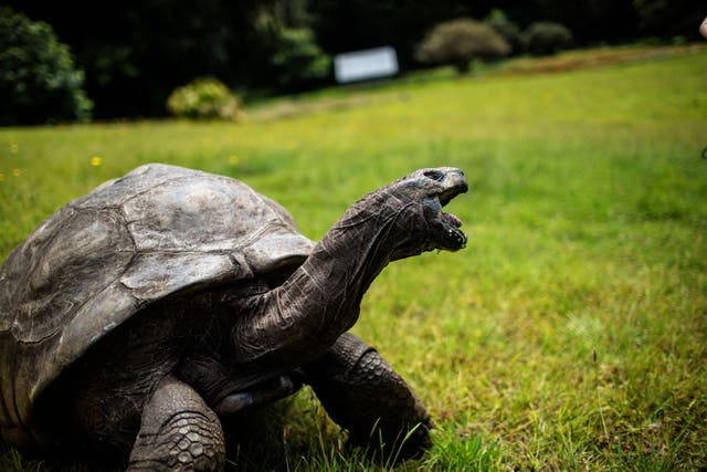 <p>Jonathan, a Seychelles giant tortoise seen in this 2017 photo, is believed to be the oldest reptile living on Earth</p>