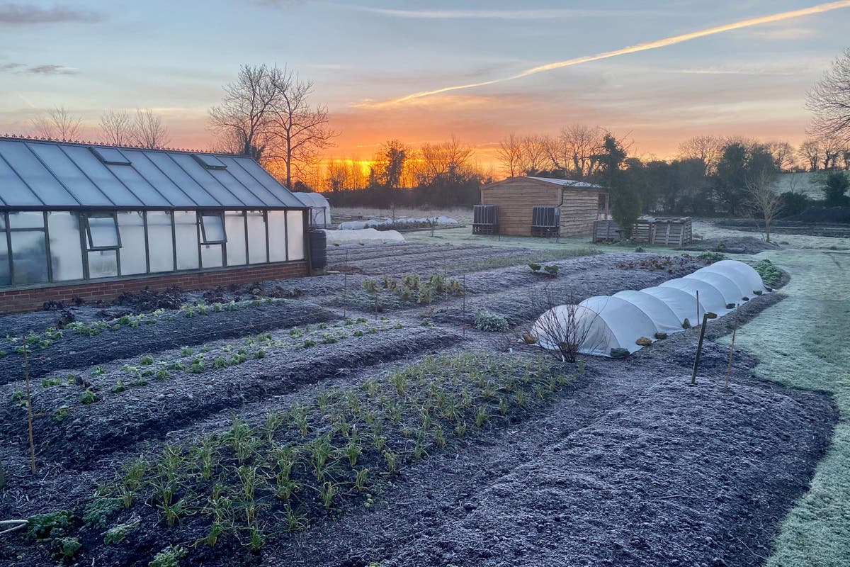 Your winter allotment plan 2022: what to grow now on your vegetable patch