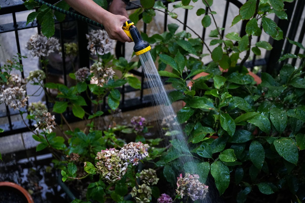 Millions of UK households will ignore hosepipe ban, survey indicates Millions of UK households will ignore hosepipe ban, survey indicates