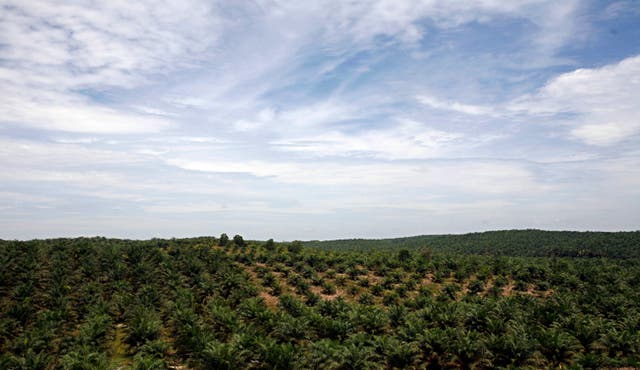 Europe Deforestation
