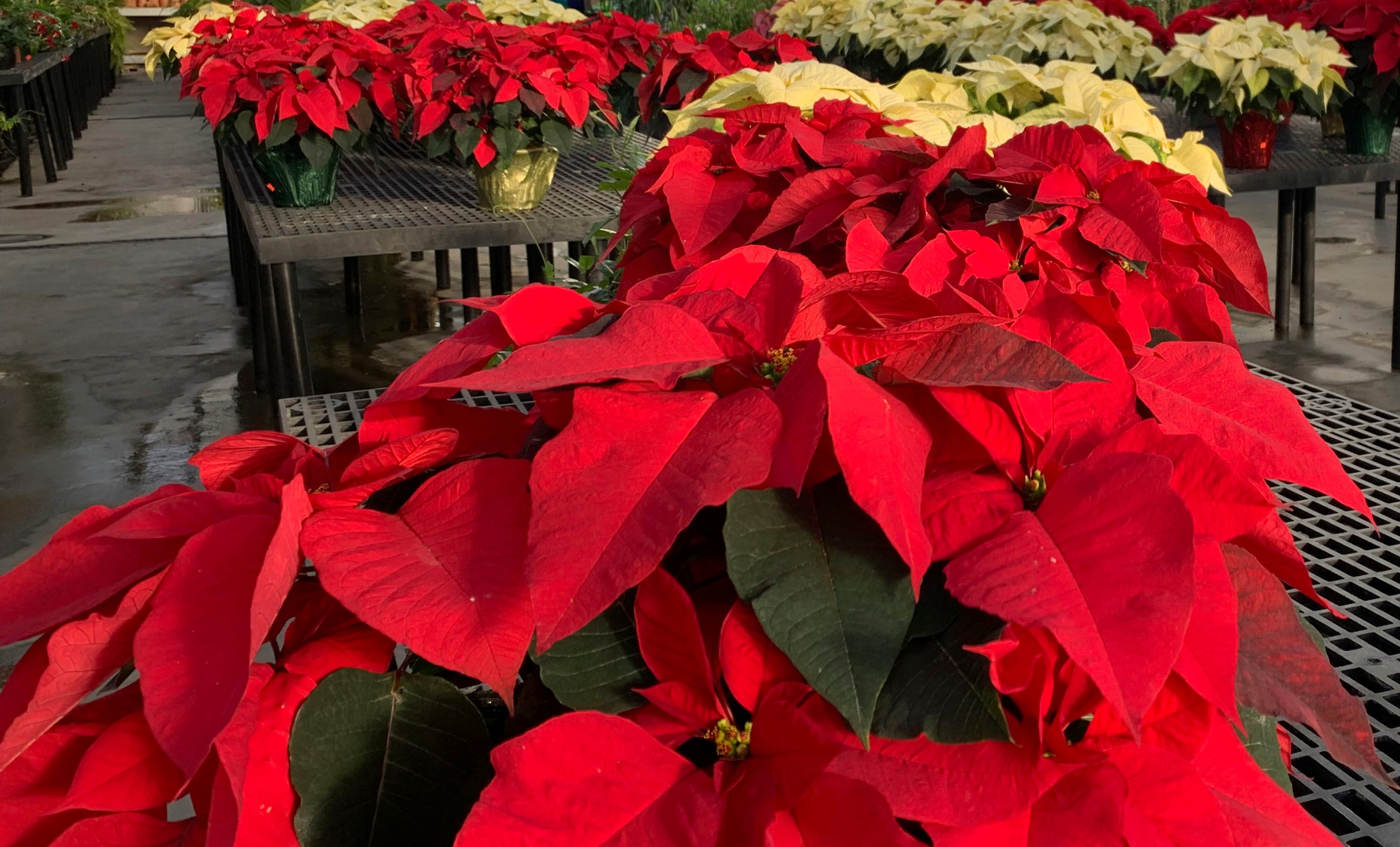 5 Plants That Say `holiday Season,' And How To Care…