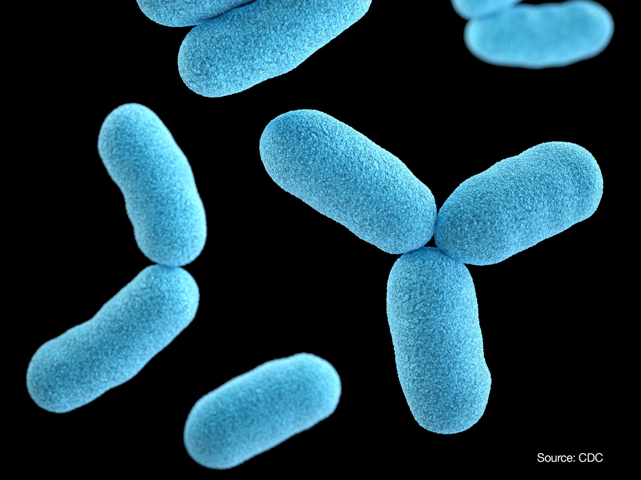 A three-dimensional, computer-generated illustration of a group of Corynebacterium diphtheriae bacteria, based upon scanning electron microscopic imagery