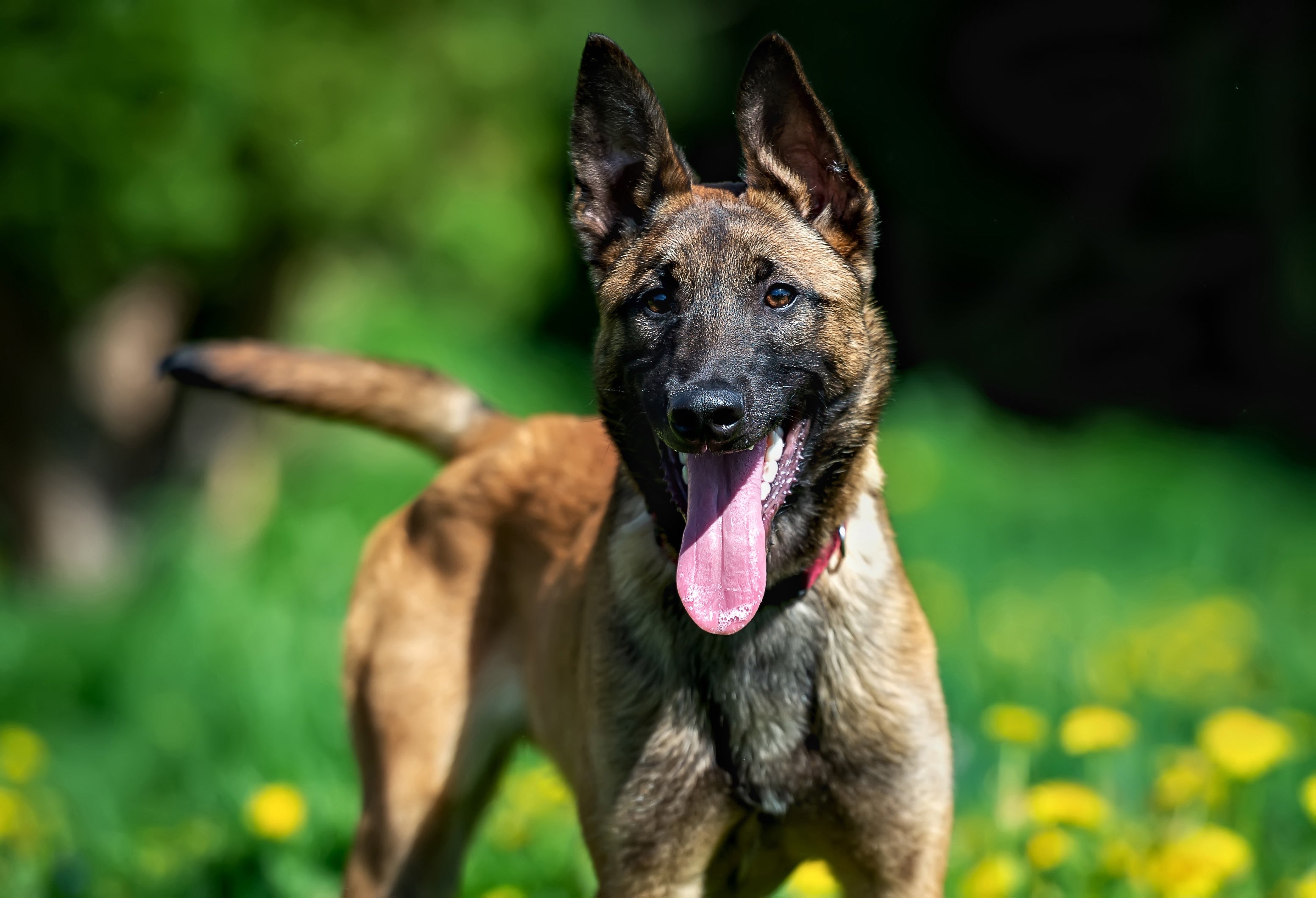 The dog involved in the incident was a Belgian Malinois puppy (stock image)
