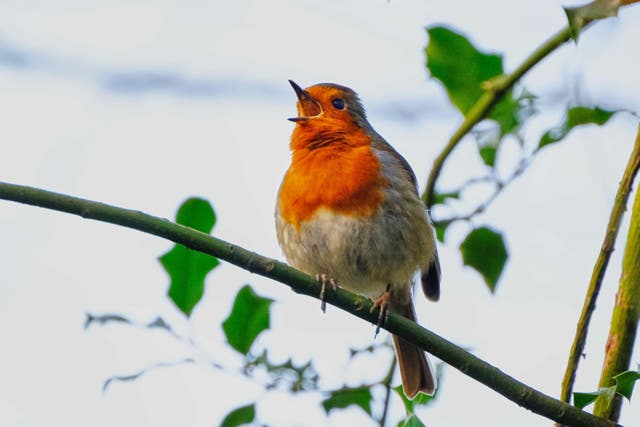 Robins in rural areas become more physically aggressive when exposed to traffic noise, a study suggests (Lankowsky/Alamy/PA)