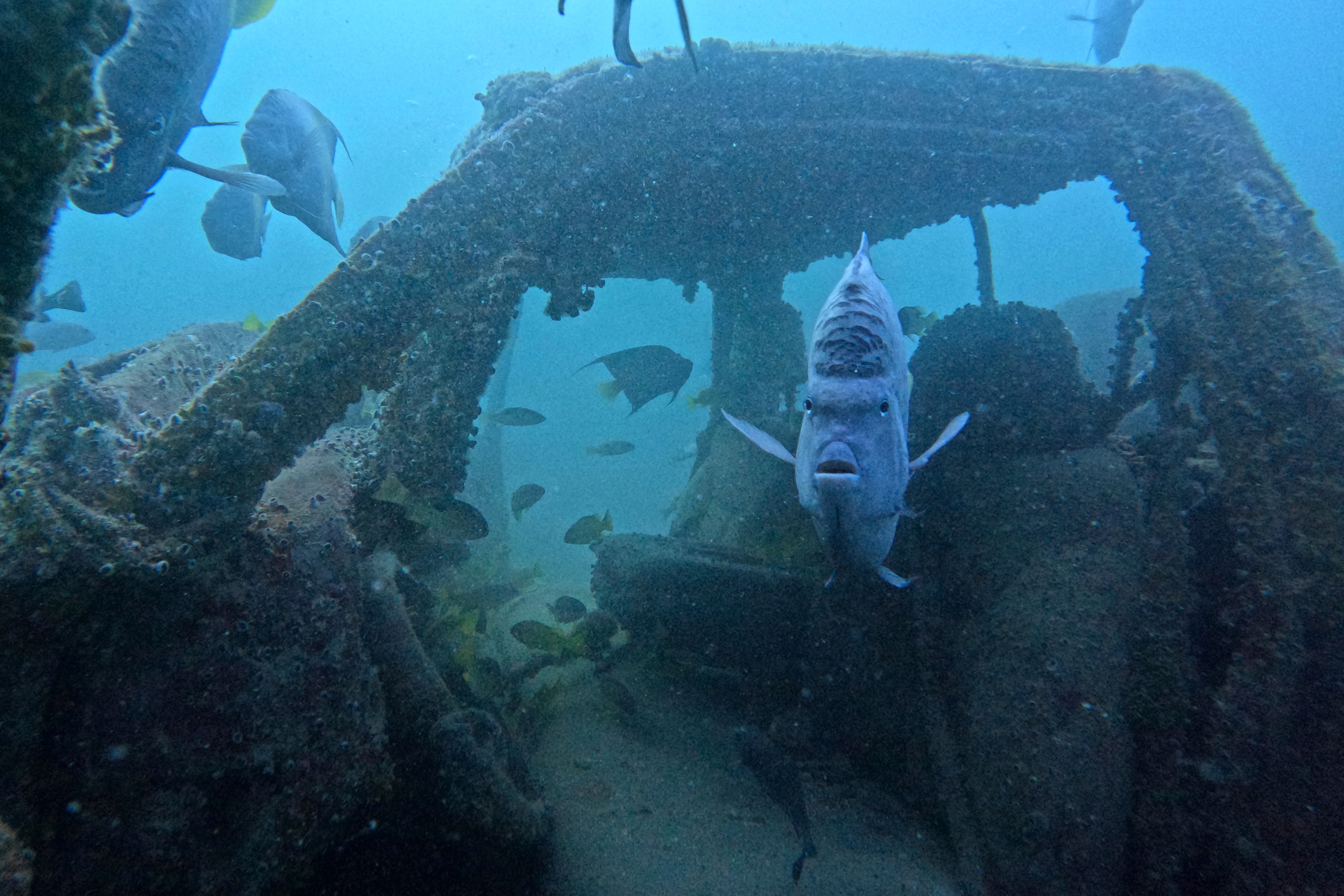 WCup Qatar Artificial Reefs