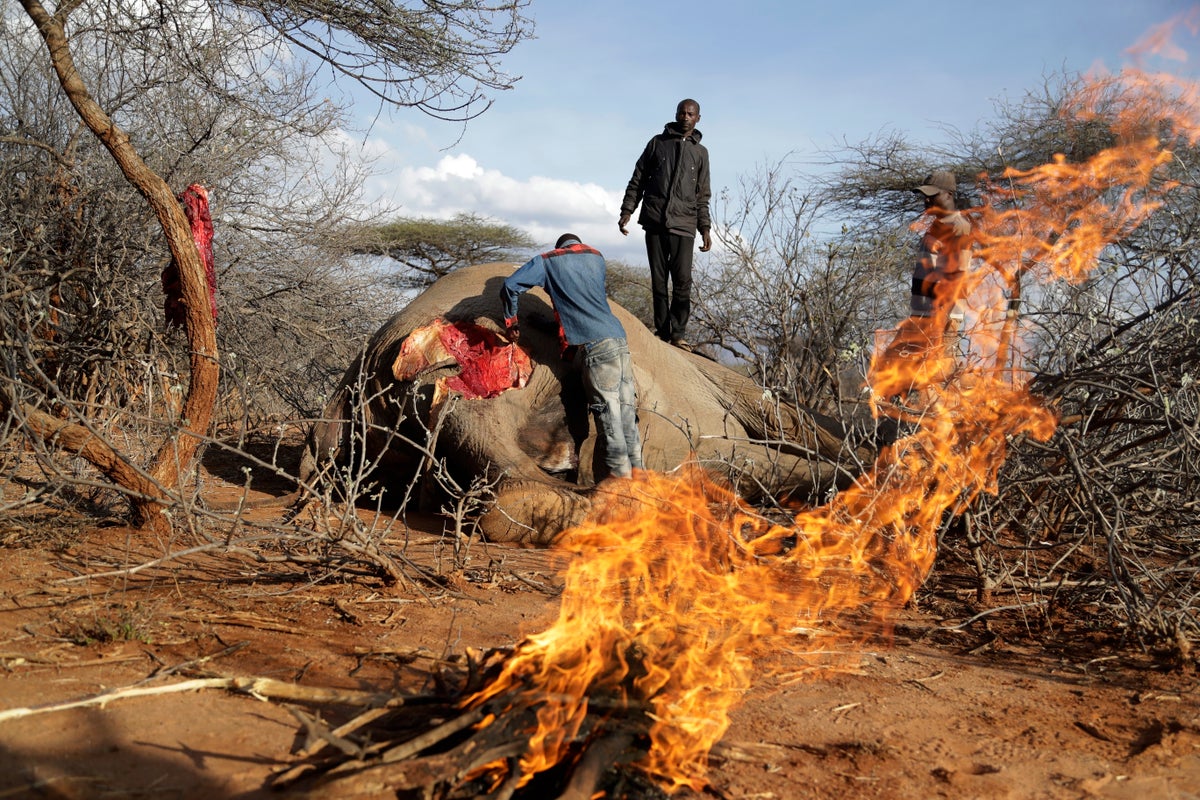 Officials talk biodiversity as drought stunts Kenya wildlife