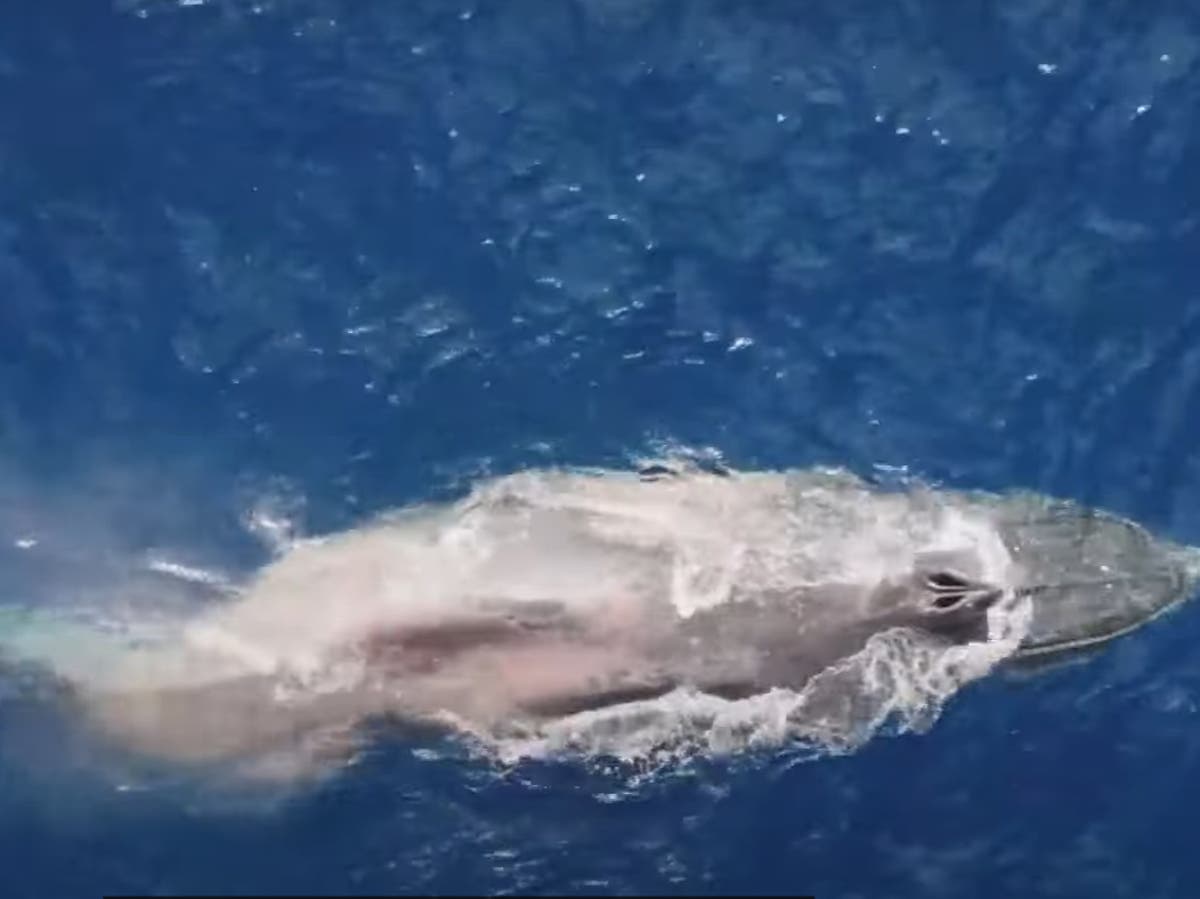 Paralysed humpback whale spotted off Hawaii deteriorating slowly as it swims