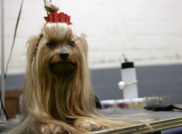<p>Fury, a Yorkshire Terrier, awaits final grooming on his table during the 130th Westminster Dog Show in Madison Square Garden on 13 February 2006</p>