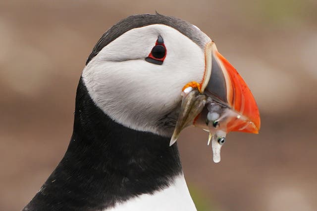 A puffin with fish in its mouth (Owen Humphreys/PA)