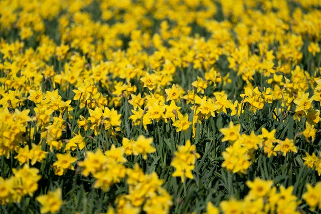 Former environment secretary has criticised the seasonal farm workers scheme to pick, among other crops, daffodils (PA)
