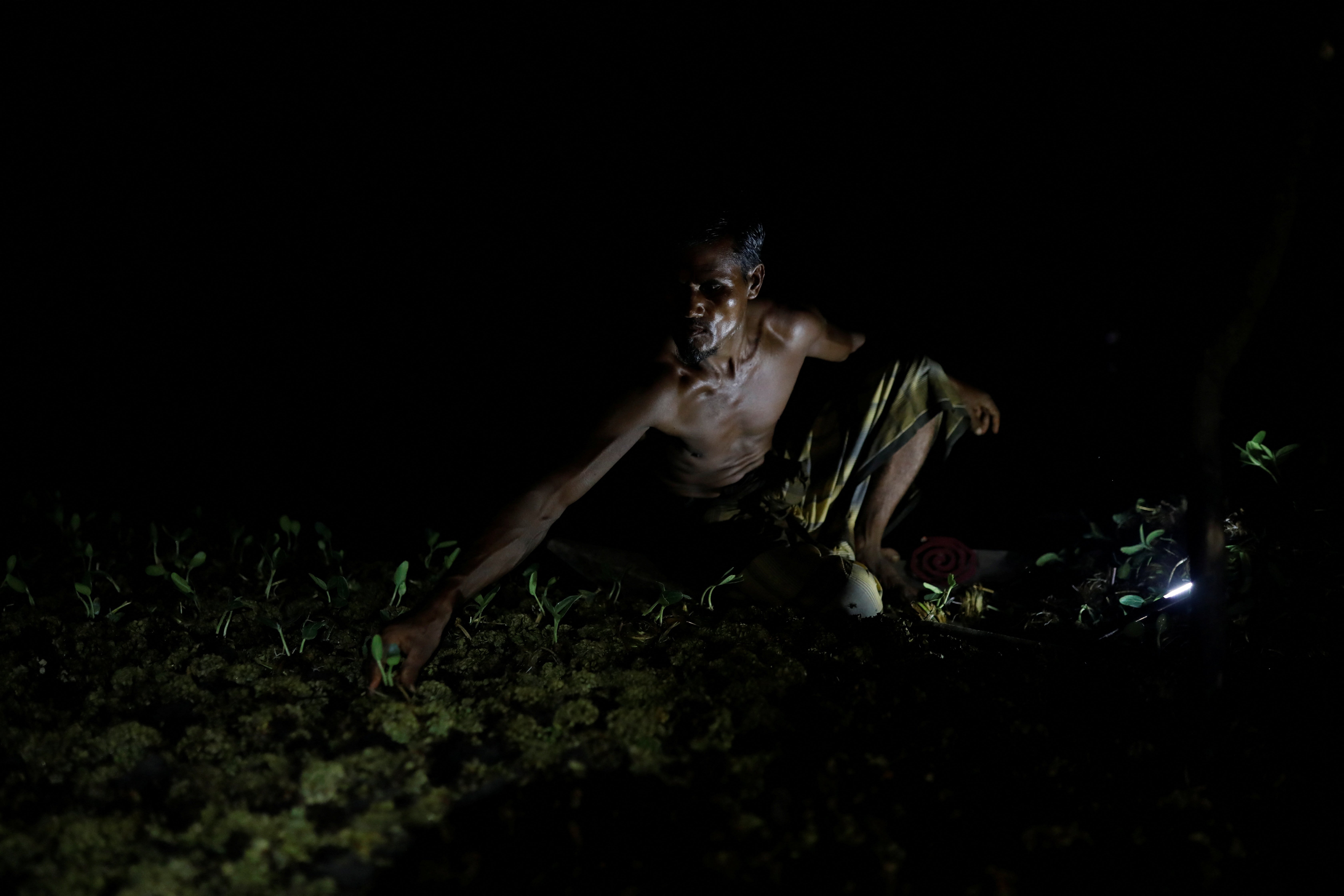 Mohammad Ibrahim, 48, plants gourd seedlings on his floating bed at his farm
