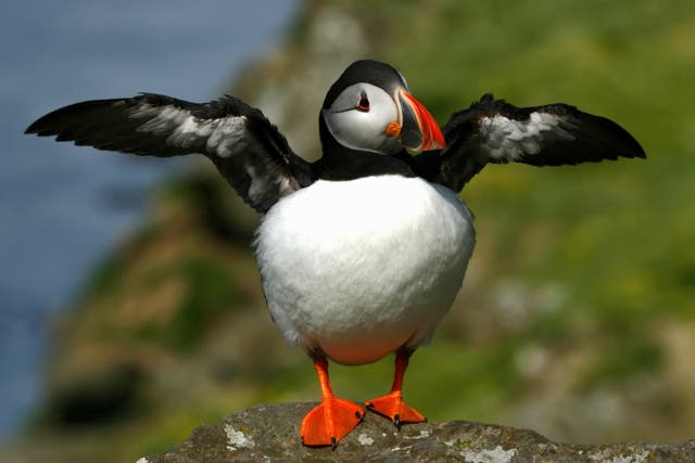 <p>Puffin breeding grounds across western Europe could be threatened by climate change   </p>