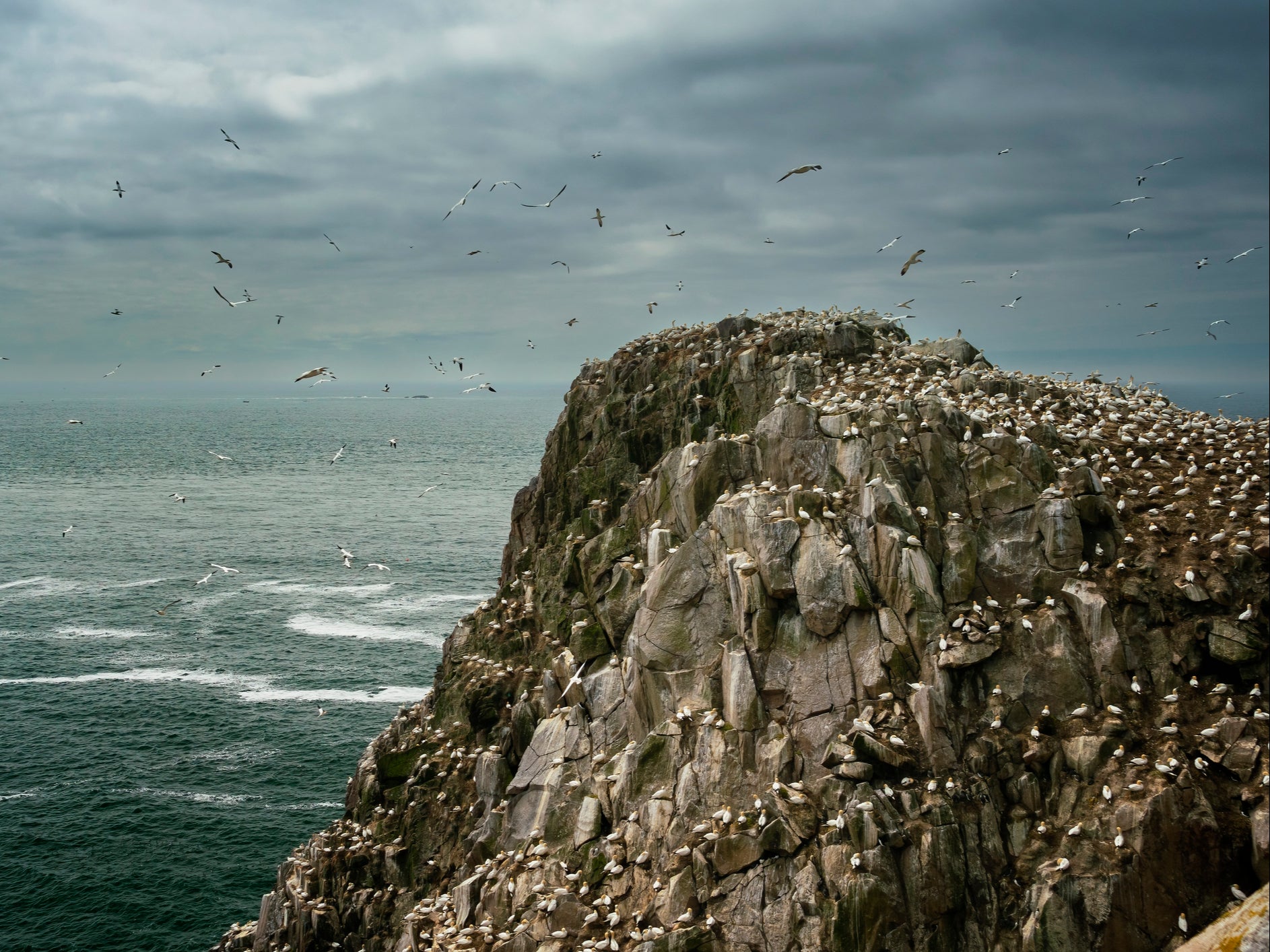 An over-populated seabird colony on Saltee Great Island, County Wexford, Ireland