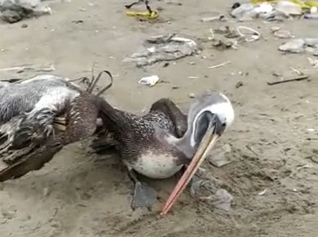 <p>A pelican struggles to lift its head. The virus affects the birds’ immune systems</p>