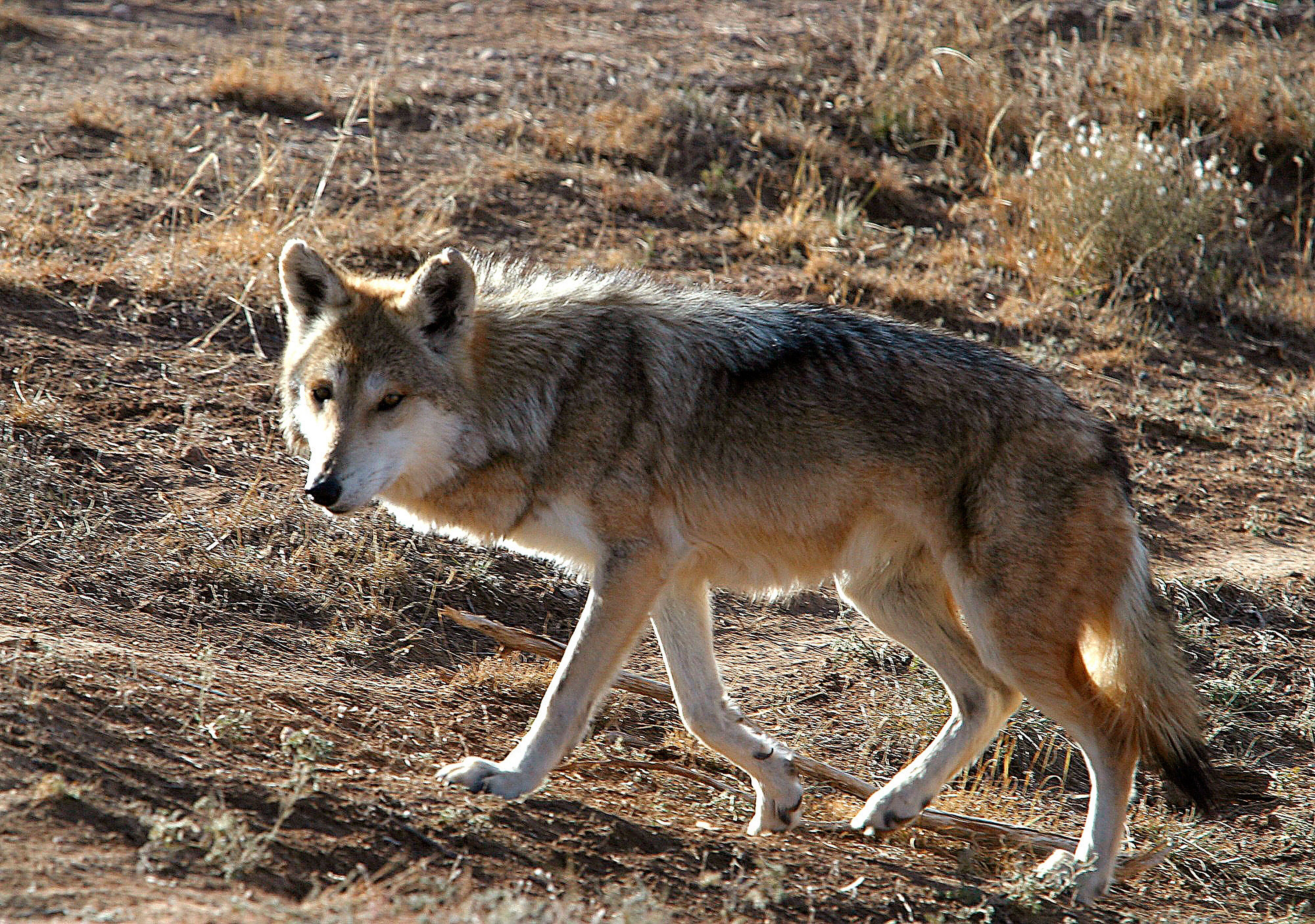 Endangered Wolves Coyotes