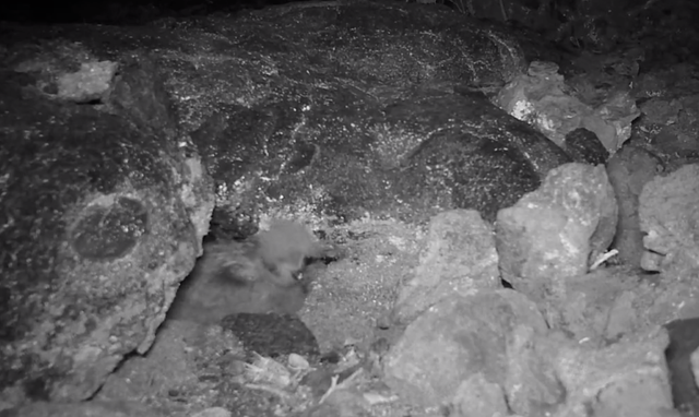 <p>A screen capture of footage of the band-rumped storm petrel in Hawai’i Volcanoes National Park</p>