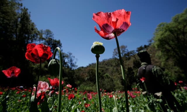 MEXICO AMAPOLA