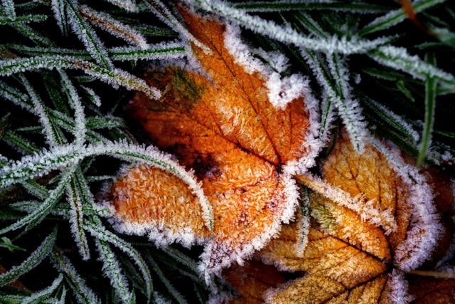 Ice crystals on a frozen leaf during frosty weather in Primrose Hill, London (Victoria Jones/PA)