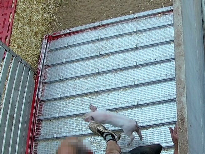 A worker appears to kick a piglet in the footage