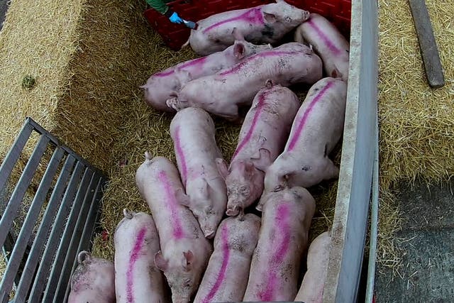<p>Electric goad used on pigs with no space to move</p>