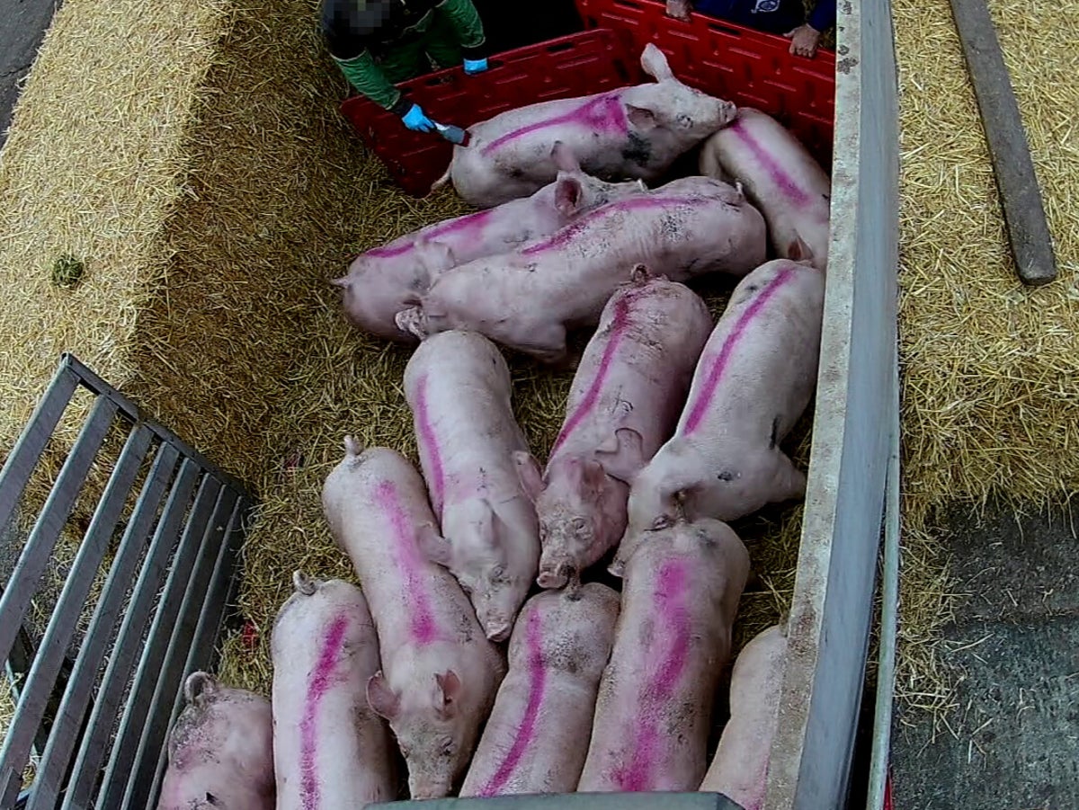 Piglets at RSPCA-backed farms ‘kicked, thrown and electrocuted’