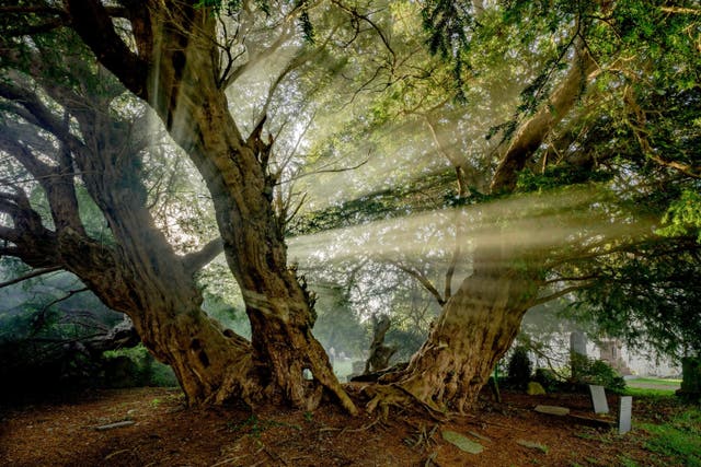 The Llangernyw Yew, Conwy, Wales, part of an exhibition of artworks of the Ancient Canopy dedicated to Queen Elizabeth II as part of The Queen’s Green Canopy (QGC), on display at Sotheby’s (Charles Sainsbury-Plaice/The Queen’s Green Canopy/PA)
