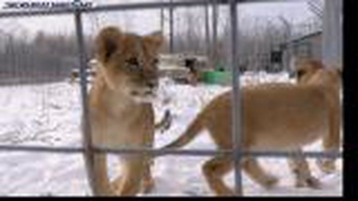 Orphan lion cubs rescued from Ukraine play in fluffy snow
