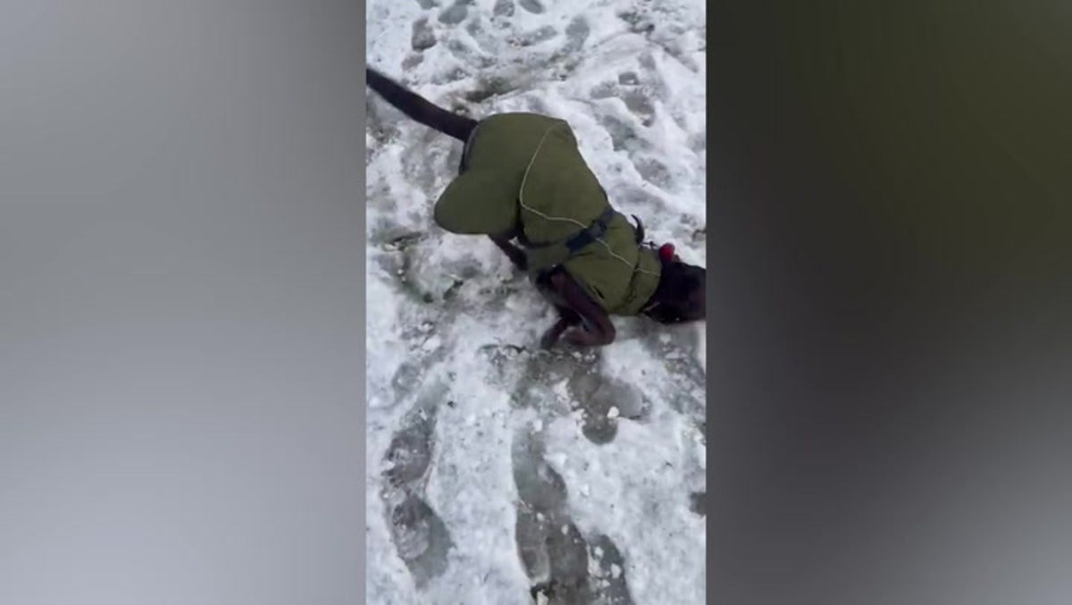 Playful pup frolics in freshly fallen snow