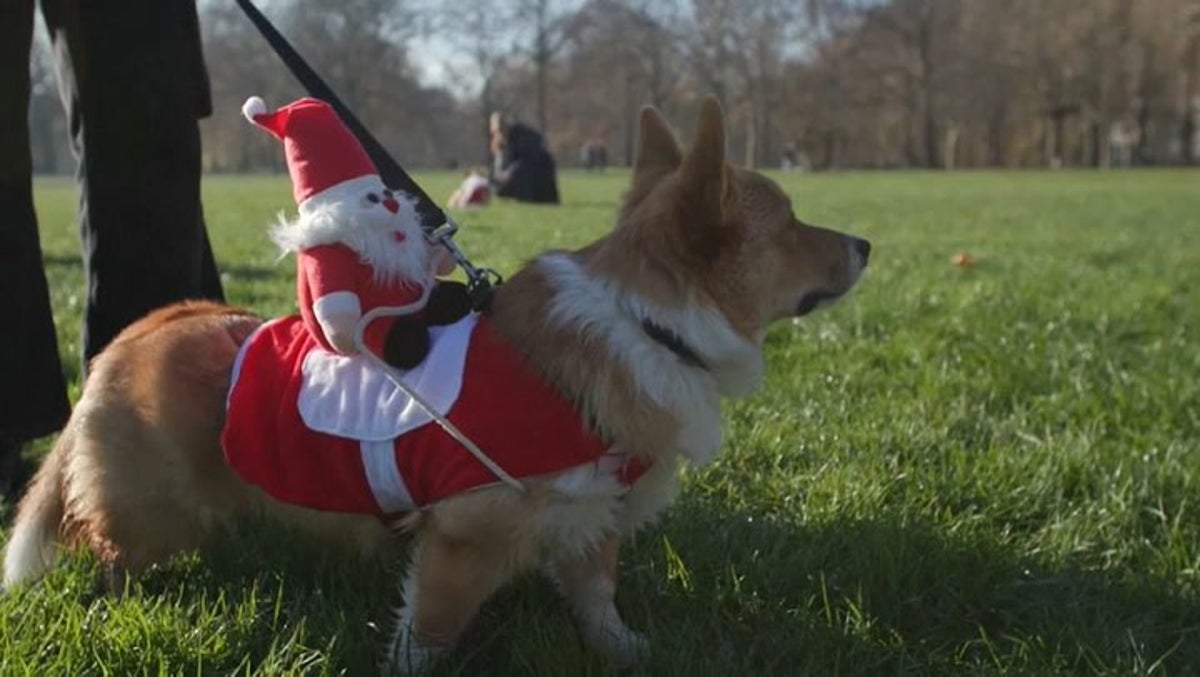 Corgis in Christmas jumpers parade through London Lifestyle