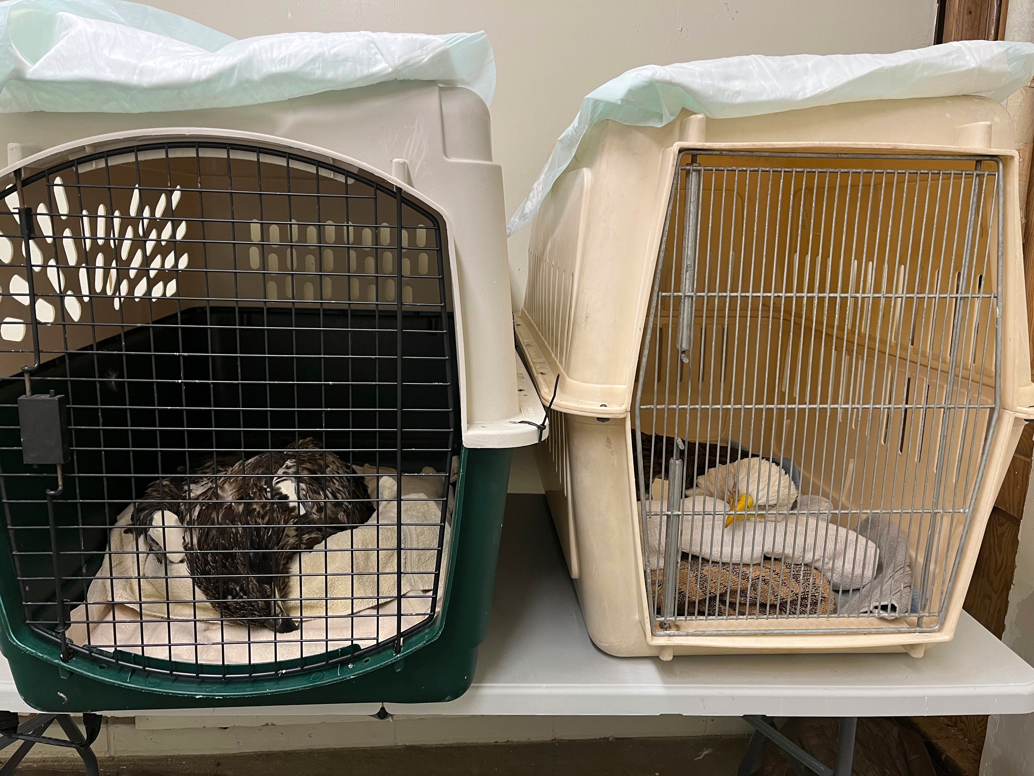 Bald Eagles Poisoned