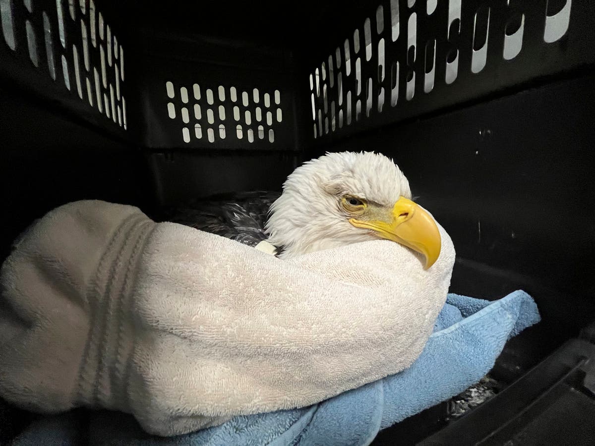 Three bald eagles die and more sick after eating euthanized animals ...