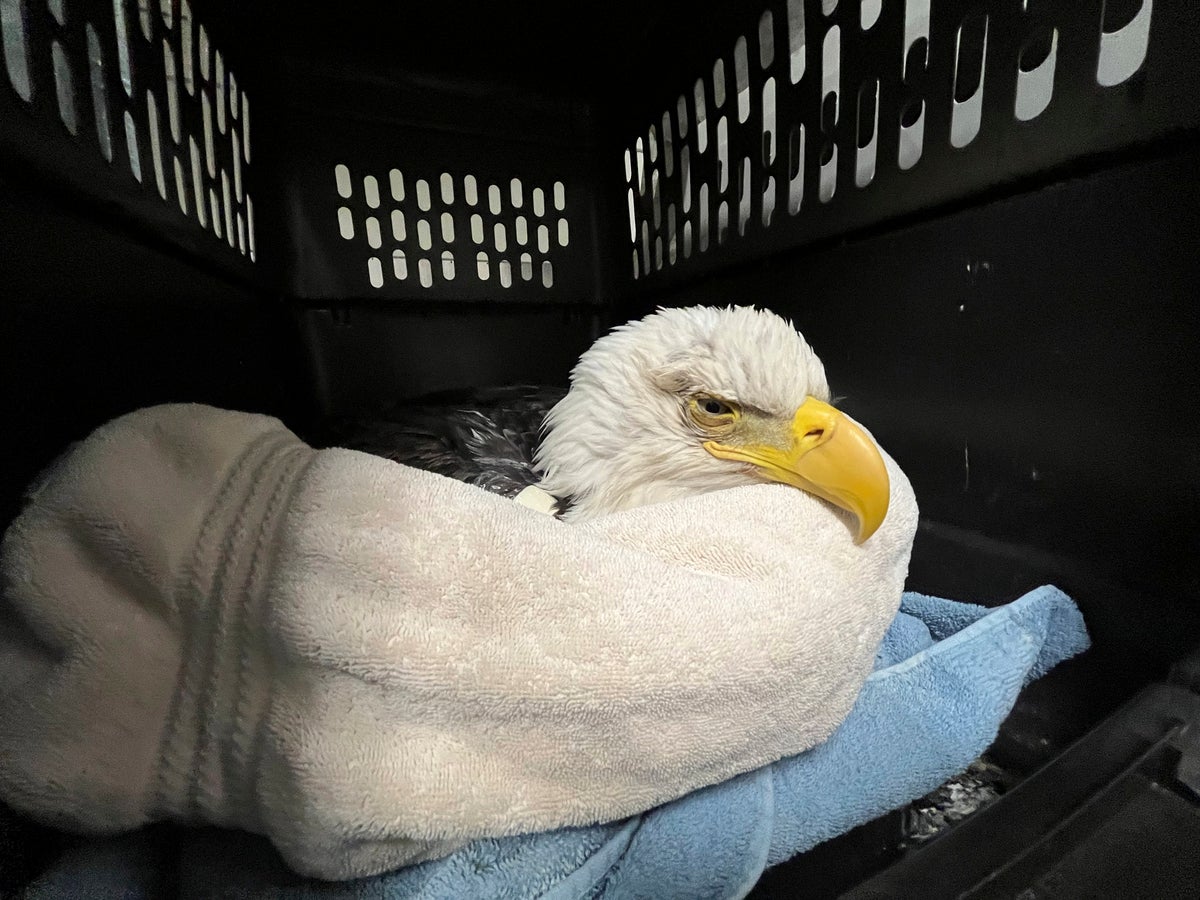 3 bald eagles die, 10 sick after eating euthanized animals